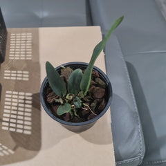 Rlc. Delta Red "Southern Ruby"