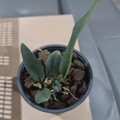 Rlc. Delta Red "Southern Ruby"