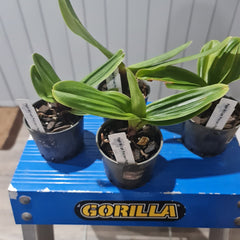 Paph William Provine x Paph. Flash Point