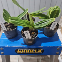 Paph William Provine x Paph. Flash Point