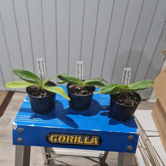 Paph. Stone Lovely 'Lucky Pick' x Paph. Charlesworthii fma. alba