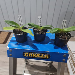 Paph. Stone Lovely 'Lucky Pick' x Paph. Charlesworthii fma. alba