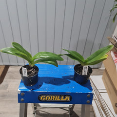 Paph Amanda 'Joyance' HCC/AOS x Paph (Hamana Heaven x Pandemonium) 'Explosive'