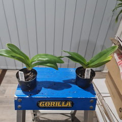 Paph Amanda 'Joyance' HCC/AOS x Paph (Hamana Heaven x Pandemonium) 'Explosive'