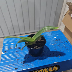 Paph California Girl 'Foxy Lady' x Paph Winesap 'Cidre'