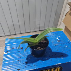 Paph California Girl 'Foxy Lady' x Paph Winesap 'Cidre'