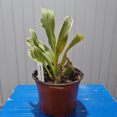 Grammatophyllum scriptum var. alba (RARE VARIEGATED FOILAGE)