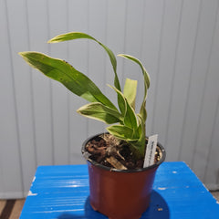 Grammatophyllum scriptum var. alba (RARE VARIEGATED FOILAGE)