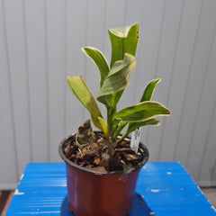 Grammatophyllum scriptum var. alba (RARE VARIEGATED FOILAGE)