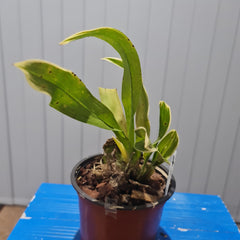 Grammatophyllum scriptum var. alba (RARE VARIEGATED FOILAGE)