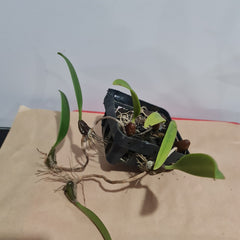 Bulbophyllum spathulatum (Miniature)