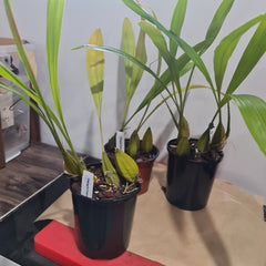 Coelogyne Trinervis (Fragrant Rare Species)