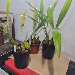 Coelogyne Trinervis (Fragrant Rare Species)