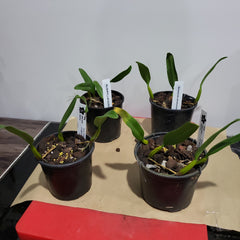 Bulbophyllum Odoratissimum 'Alba' (Fragrant Species)