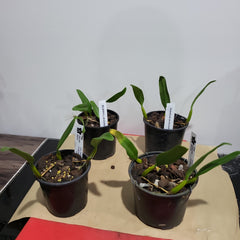 Bulbophyllum Odoratissimum 'Alba' (Fragrant Species)