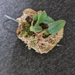 Bulbophyllum (Trias) cambodianum