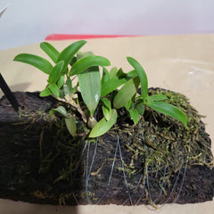 Coelogyne fimbriata 'Alba'