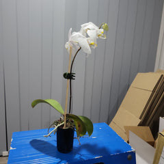 IN FLOWER! - Phalaenopsis amabilis (East Indian Butterfly Orchid)