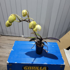 IN BUDS! - Phalaenopsis stuartiana (RARE SPECIES)