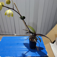 IN BUDS! - Phalaenopsis stuartiana (RARE SPECIES)