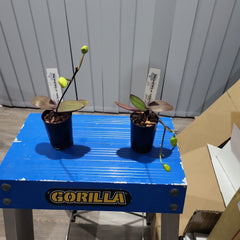 IN BUDS! Phal. stuartiana var. nobilis (Yellow Strain) VERY RARE