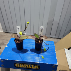 IN BUDS! Phal. stuartiana var. nobilis (Yellow Strain) VERY RARE