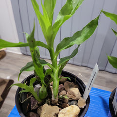 Chysis bractescens (Rare Fragrant Species)