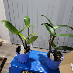 Blc. Hawaiian Passion x Catt. Guttata var. leopoldi x Catt. Tigrina Alba