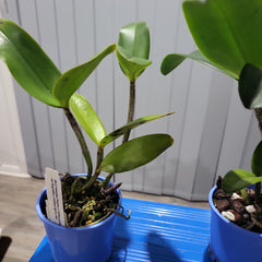 Blc. Hawaiian Passion x Catt. Guttata var. leopoldi x Catt. Tigrina Alba