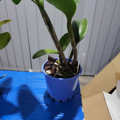 Blc. Hawaiian Passion x Catt. Guttata var. leopoldi x Catt. Tigrina Alba