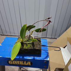 IN FLOWER! Bulbophyllum Romulan (Bulbophyllum romyi × Bulbophyllum longiflorum)