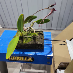 IN FLOWER! Bulbophyllum Romulan (Bulbophyllum romyi × Bulbophyllum longiflorum)