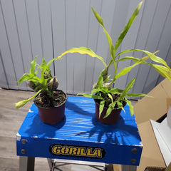 Chysis limminghei (IN BUDS - FLOWERING) RARE SPECIES