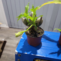 Chysis limminghei (IN BUDS - FLOWERING) RARE SPECIES