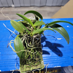 Laelia dayana (Syn. Cattleya bicalhoi)