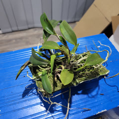 Laelia dayana (Syn. Cattleya bicalhoi)