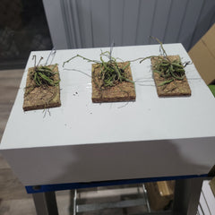 IN SPIKES! - Chiloschista viridiflora (leafless orchid)