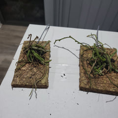 IN SPIKES! - Chiloschista viridiflora (leafless orchid)