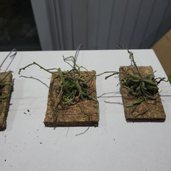 IN SPIKES! - Chiloschista viridiflora (leafless orchid)