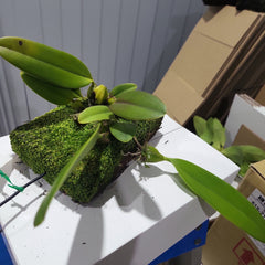 Bulbophyllum longiflorum 'Red'