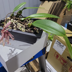 Bulbophyllum longiflorum 'Red'
