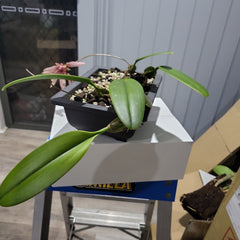 Bulbophyllum longiflorum 'Red'