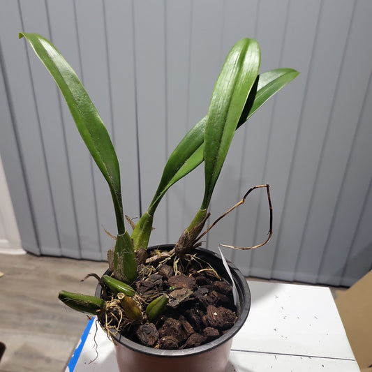Bulbophyllum Longissimum (Fragrant)