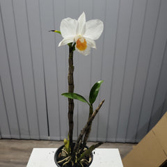 Den. Judith Nakayama (Den. Dawn Maree × Den. Formidible)