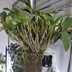 Den. Mini Snowflake (Dendrobium aberrans × Dendrobium johnsoniae) fragrant, latourea