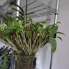 Den. Mini Snowflake (Dendrobium aberrans × Dendrobium johnsoniae) fragrant, latourea