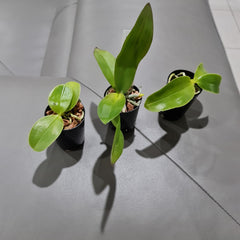 Phal. bellina var coerulea (RARE SPECIES)