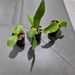 Phal. bellina var coerulea (RARE SPECIES)