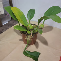 Bulbophyllum Dearei (Fragrant)
