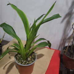 Zygopabstia Dragon Kitten ‘Purr’ (In Spike Now)